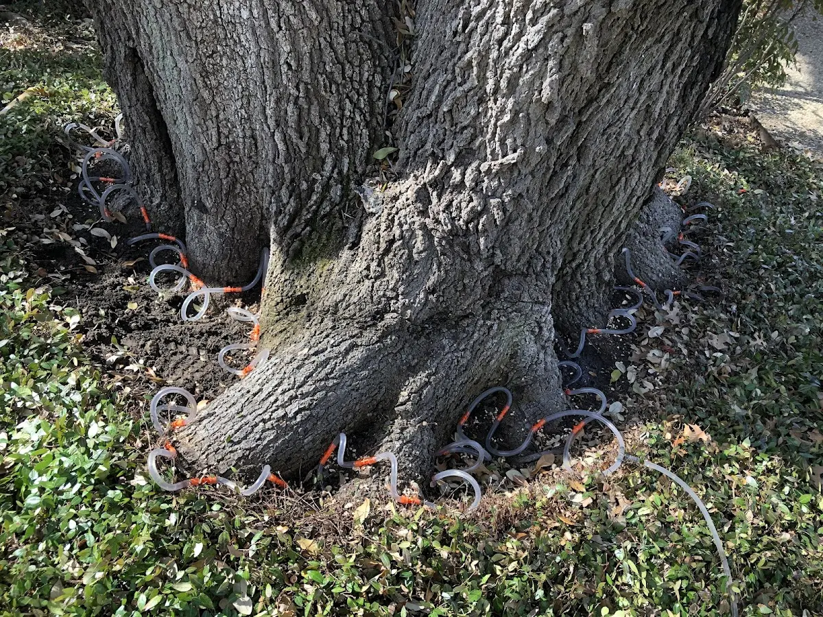 Detailed Tree Cabling and Bracing job site in Chautauqua