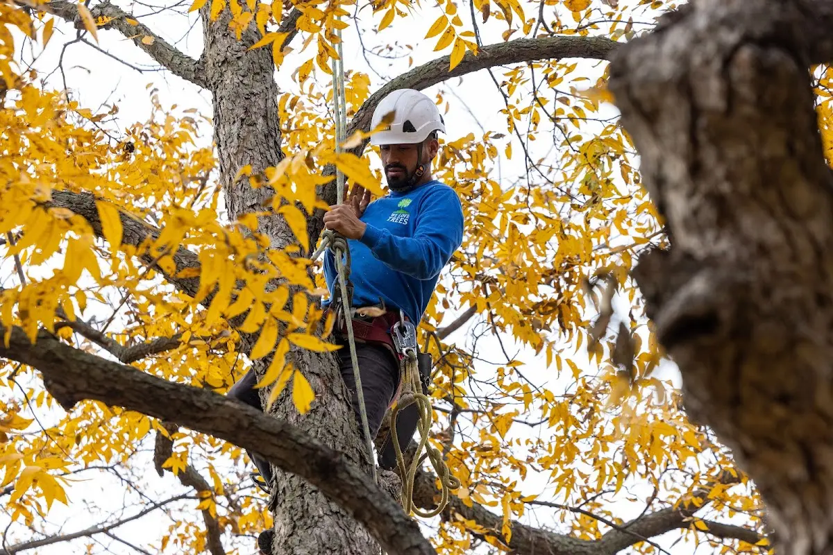 Skilled Tree Planting crew working in Chautauqua